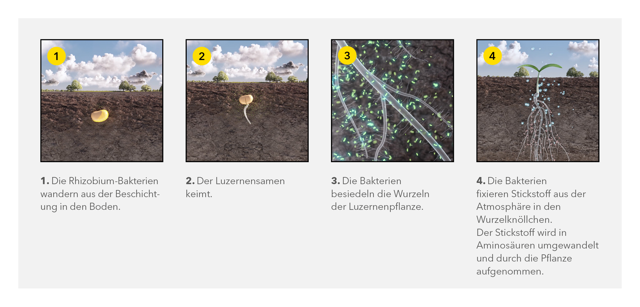 Wirkungsweise der Rhizobienbakterien.png